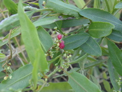 Polygoneae