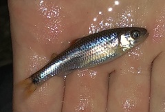 Luxilus zonistius