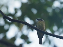 Myiodynastes hemichrysus