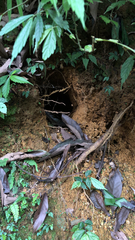 Manis pentadactyla pentadactyla