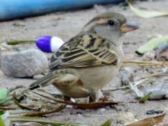 Passer domesticus