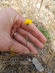 Pentachaeta aurea aurea