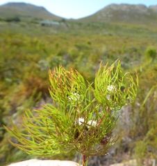 Serruria inconspicua