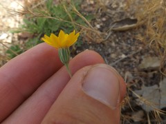 Pentachaeta aurea aurea