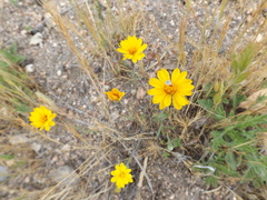 Pentachaeta aurea aurea