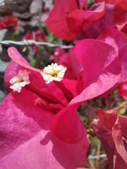 Bougainvillea
