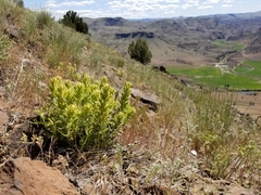 Castilleja xanthotricha