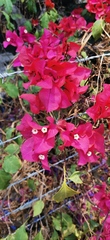 Bougainvillea