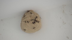 Polybia occidentalis