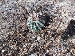 Ferocactus recurvus recurvus