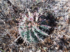 Ferocactus recurvus recurvus