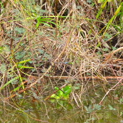 Anax guttatus