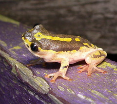 Hyperolius marmoratus marmoratus