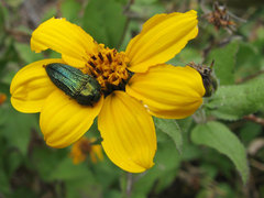 Acmaeodera resplendens
