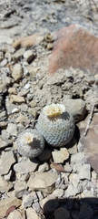Epithelantha