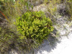 Serruria inconspicua