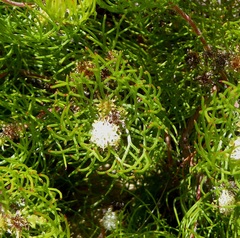 Serruria inconspicua