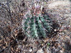 Ferocactus recurvus recurvus