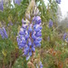 Lupinus jaimehintonianus - Photo (c) Juve, some rights reserved (CC BY-NC), uploaded by Juve