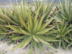 Agave convallis