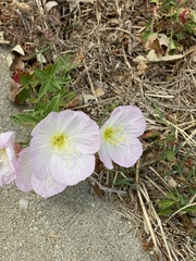 Oenothera speciosa