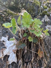 Heuchera richardsonii