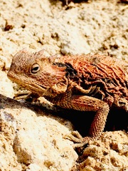 Phrynosoma braconnieri