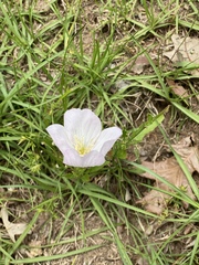 Oenothera speciosa
