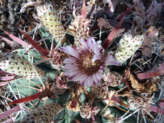 Ferocactus recurvus recurvus