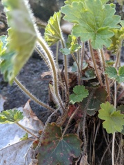 Heuchera richardsonii
