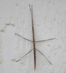 Parabacillus coloradus