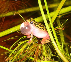 Hyperolius marmoratus marmoratus