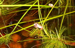 Hyperolius marmoratus marmoratus