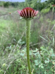 Echinacea atrorubens