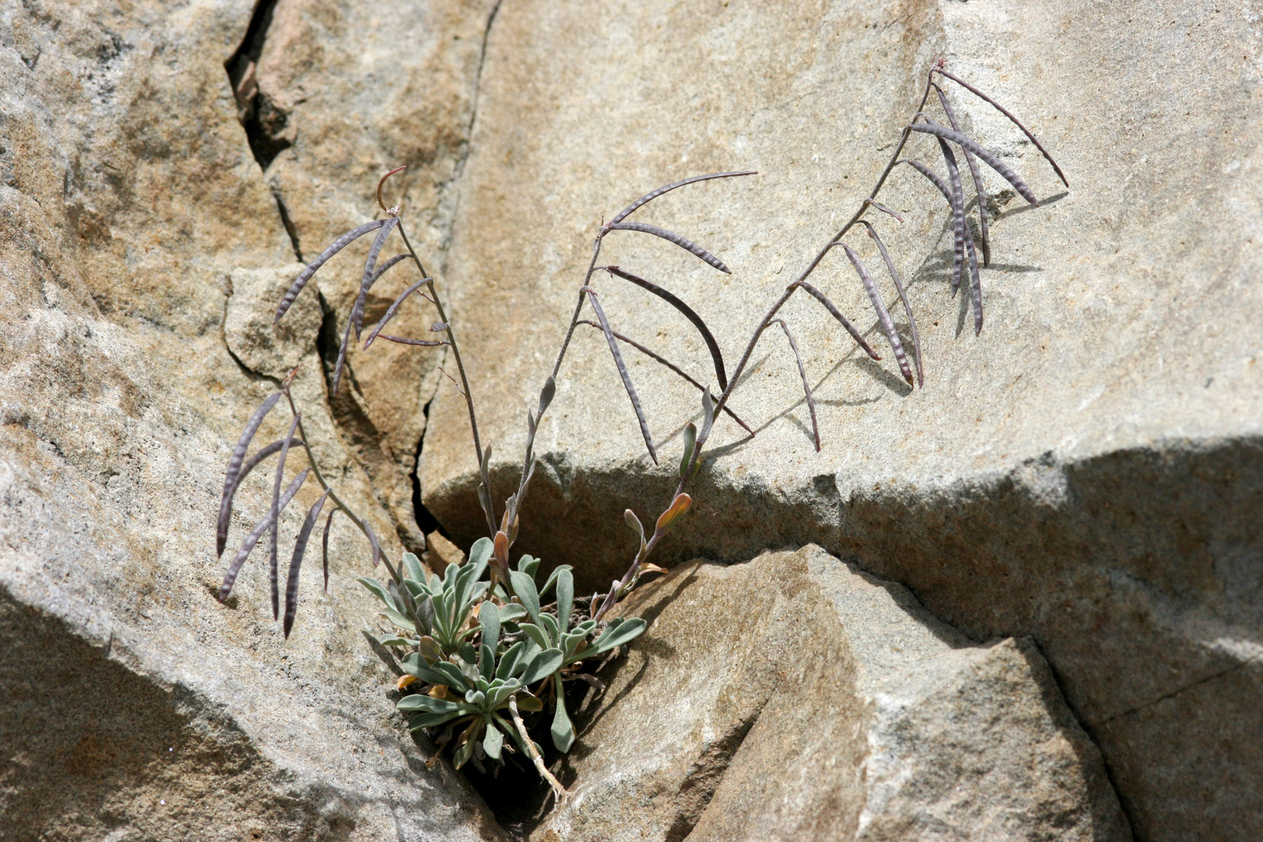 Boechera lemmonii