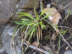 Carex backii