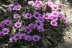 Echinocereus berlandieri