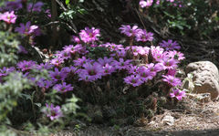 Echinocereus berlandieri