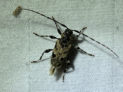 Graphisurus triangulifer