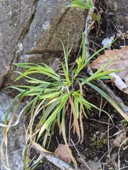 Carex backii