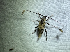 Graphisurus triangulifer