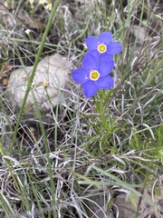 Giliastrum rigidulum