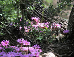 Echinocereus berlandieri