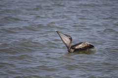 Pelecanus occidentalis