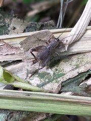 Loxoblemmus equestris