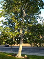Platanus racemosa