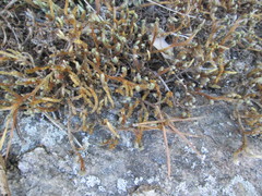 Selaginella rupestris