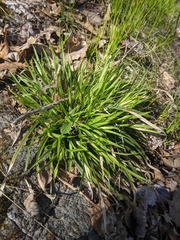 Carex backii