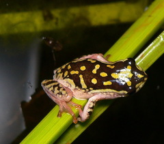 Hyperolius marmoratus marmoratus