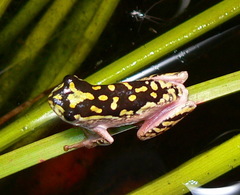 Hyperolius marmoratus marmoratus